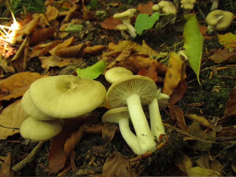 Pilz des Monats Januar 2014