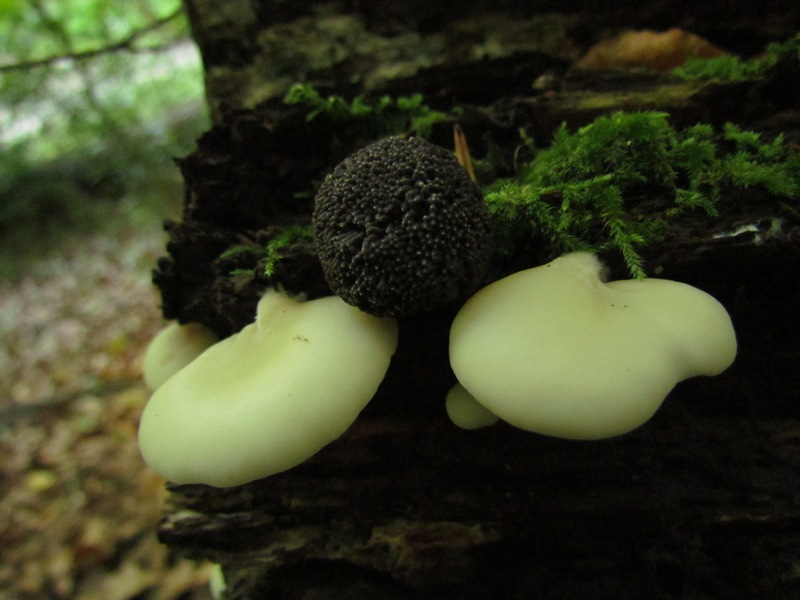 Pilz des Monats März 2014