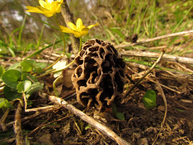 Pilz des Monats April 2014