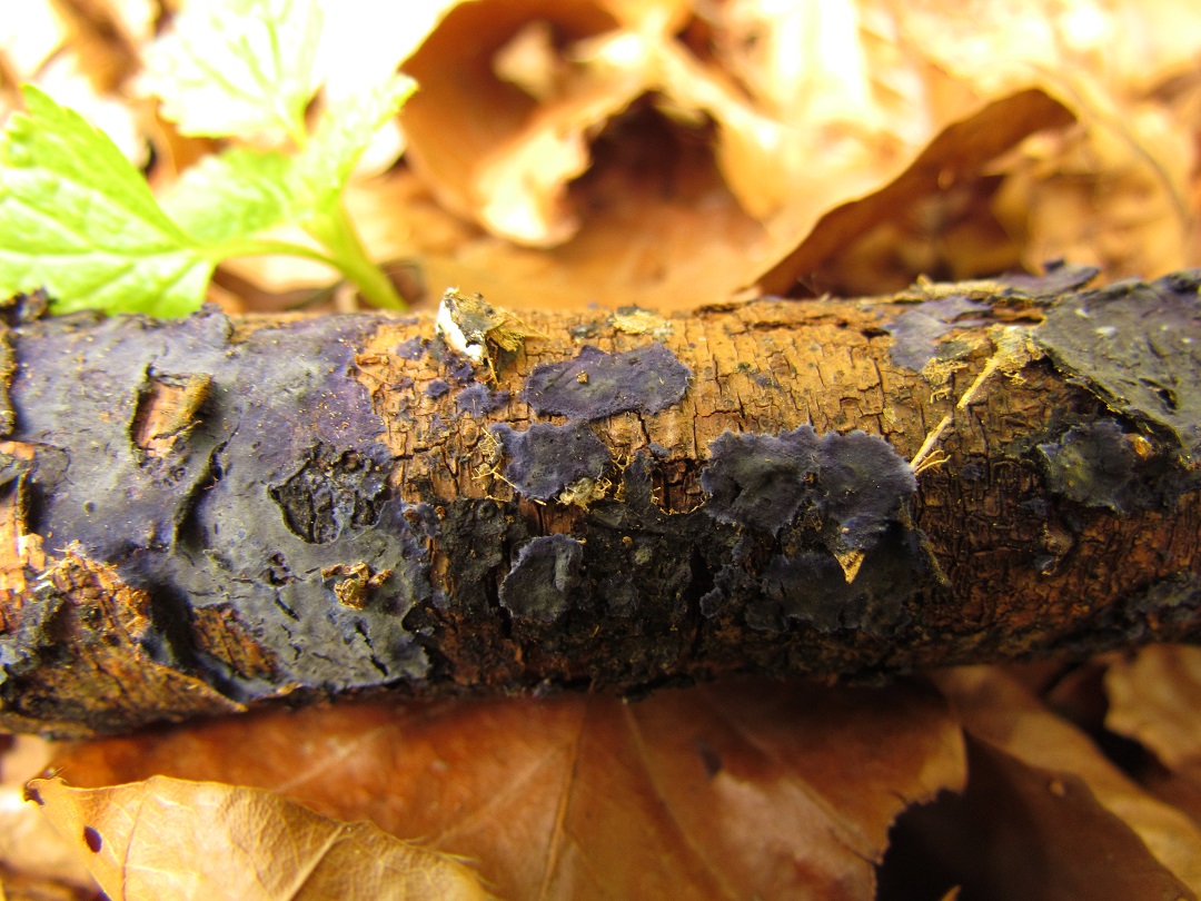 Pilz des Monats Mai 2014