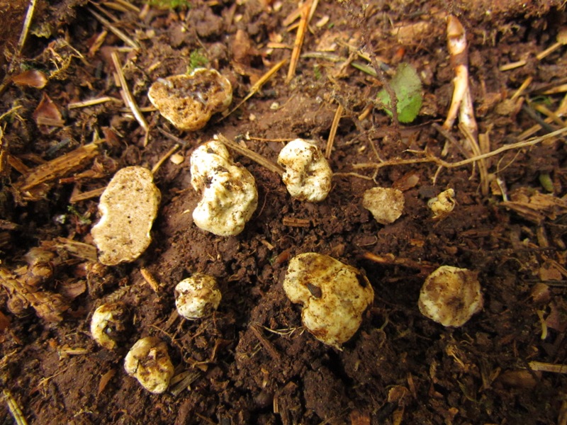 Pilz des Monats Juni 2014