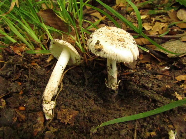Pilz des Monats August 2014