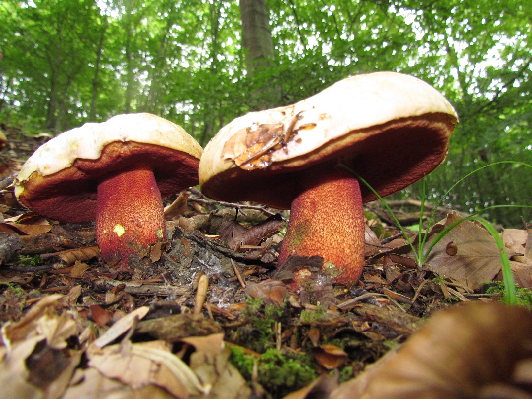 Pilz des Monats September 2014