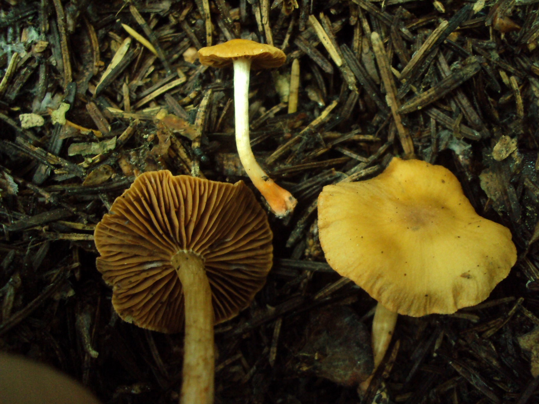 Pilz des Monats Oktober 2014