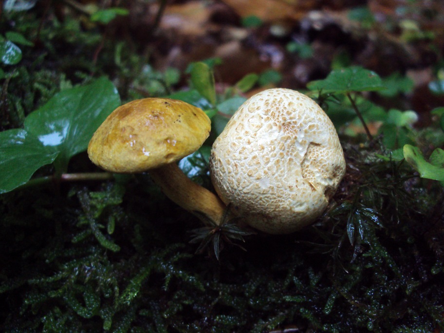 Pilz des Monats November 2014