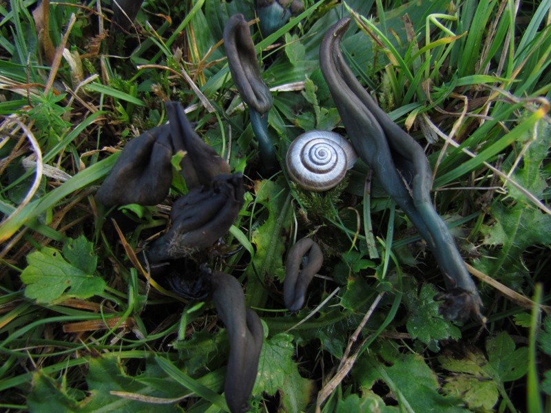 Pilz des Monats Dezember 2014